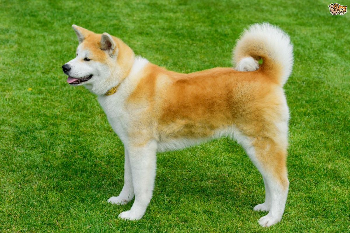 akita