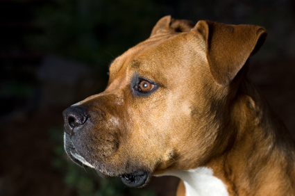American_Staffordshire_Terrier_Face_Side