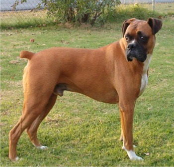 Boxer