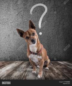 question dog